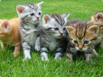 Các trường hợp mới nhất của công ty về Cảnh sát nghi ngờ quân đội ở Kyrgyzstan